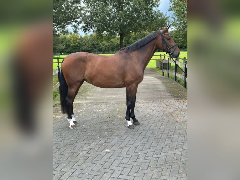 KWPN Merrie 7 Jaar 170 cm Bruin in Haaksbergen