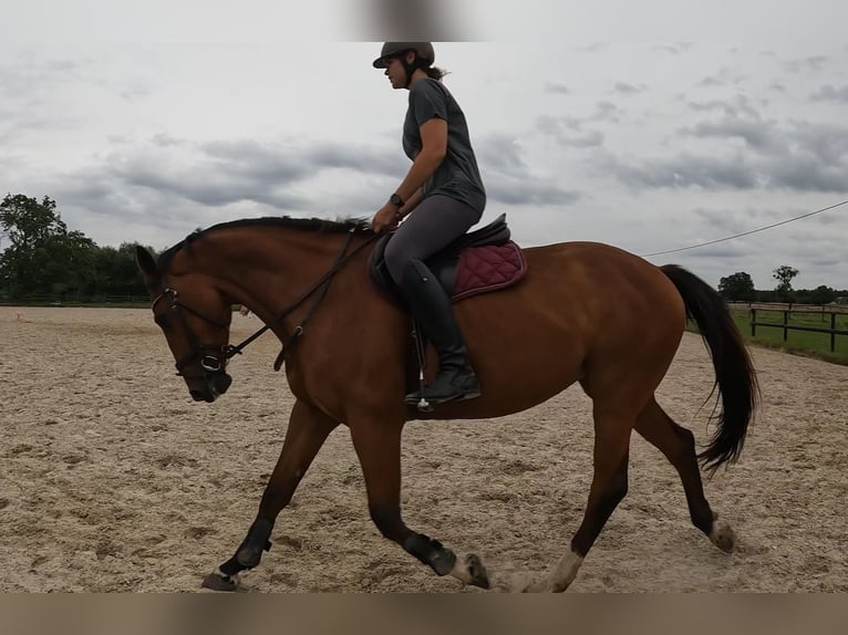 KWPN Merrie 7 Jaar 170 cm Bruin in Mortier