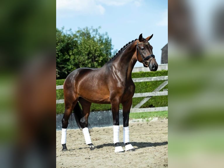 KWPN Merrie 7 Jaar 170 cm Donkerbruin in Savoie