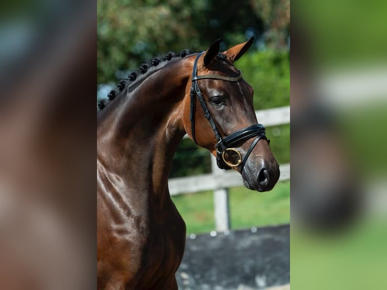 KWPN Merrie 7 Jaar 170 cm Donkerbruin in Savoie