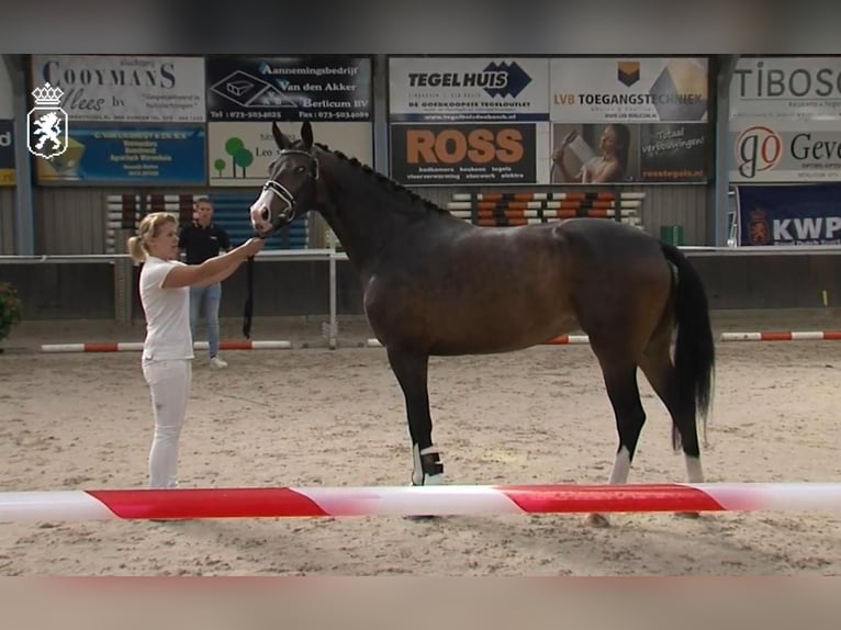 KWPN Merrie 7 Jaar 170 cm Donkerbruin in Wezup