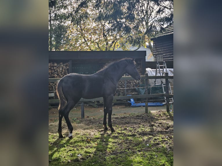 KWPN Merrie 7 Jaar 170 cm Donkerbruin in Ermelo