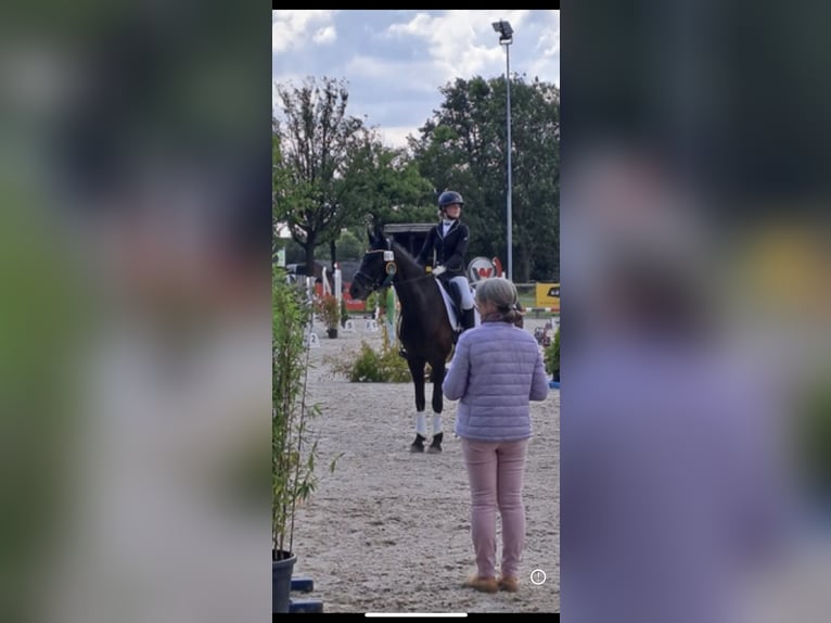 KWPN Merrie 7 Jaar 170 cm Donkerbruin in Ahaus