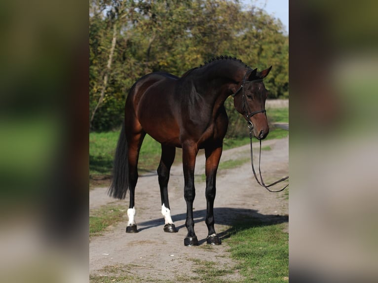 KWPN Merrie 7 Jaar 170 cm Donkerbruin in Gyula