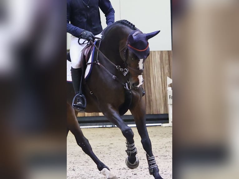 KWPN Mix Merrie 7 Jaar 170 cm Donkerbruin in Gouda