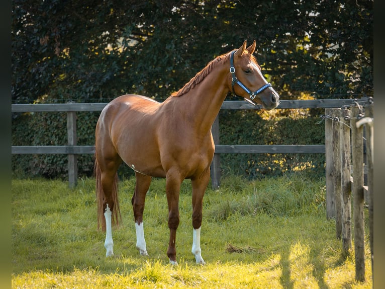 KWPN Merrie 7 Jaar 170 cm Donkere-vos in Didam