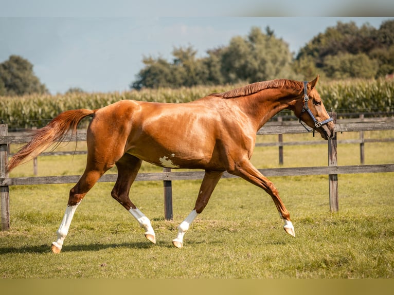 KWPN Merrie 7 Jaar 170 cm Donkere-vos in Didam