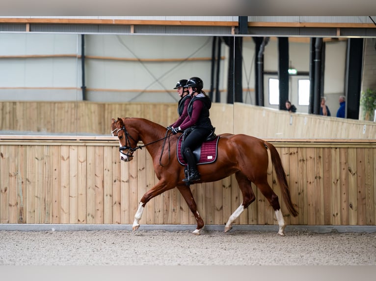KWPN Merrie 7 Jaar 170 cm Donkere-vos in Didam