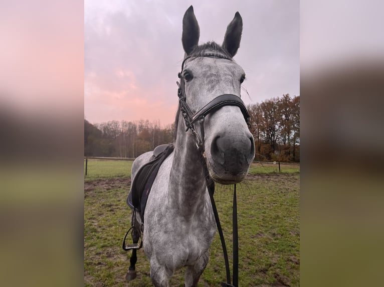 KWPN Merrie 7 Jaar 170 cm Schimmel in Doetinchem