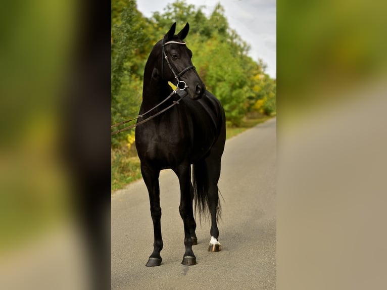 KWPN Merrie 7 Jaar 170 cm Zwart in Csabacs&#x171;d