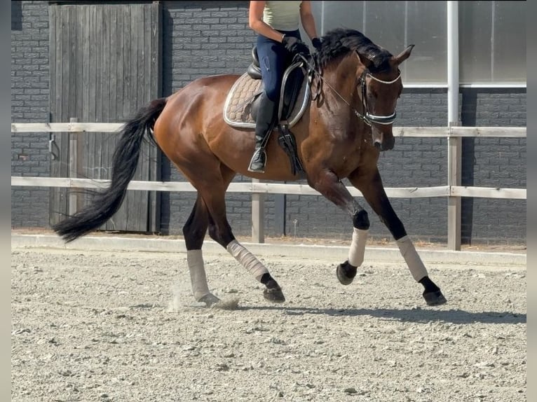 KWPN Merrie 7 Jaar 171 cm Bruin in Kaldenkirchen