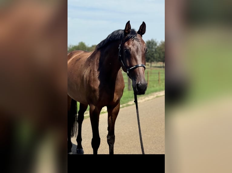 KWPN Merrie 7 Jaar 171 cm Bruin in Kaldenkirchen