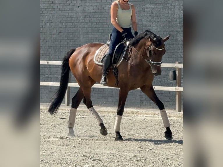 KWPN Merrie 7 Jaar 171 cm Bruin in Kaldenkirchen
