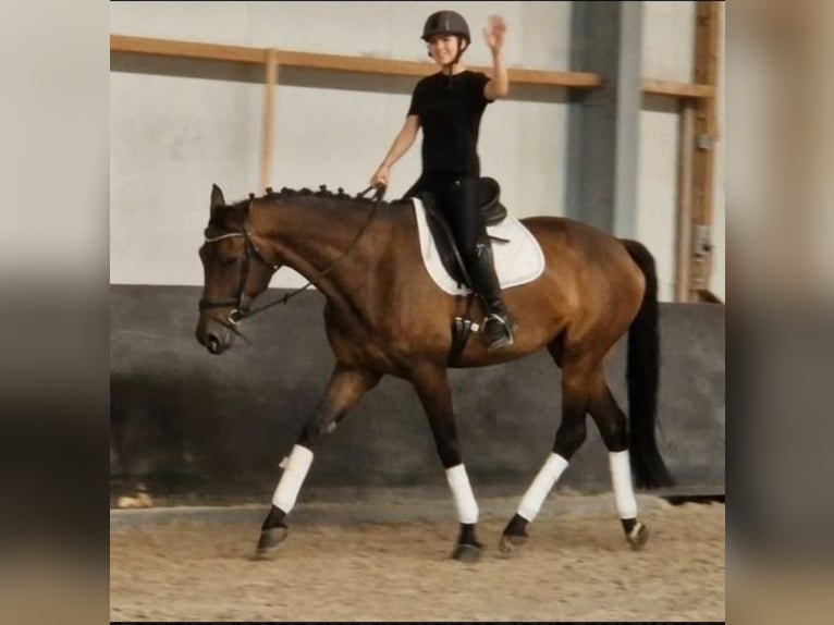 KWPN Merrie 7 Jaar 171 cm Bruin in Kaldenkirchen