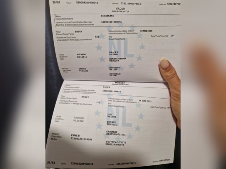 KWPN Merrie 7 Jaar 171 cm Bruin in Kaldenkirchen