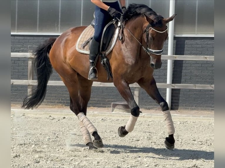 KWPN Merrie 7 Jaar 171 cm Bruin in Kaldenkirchen
