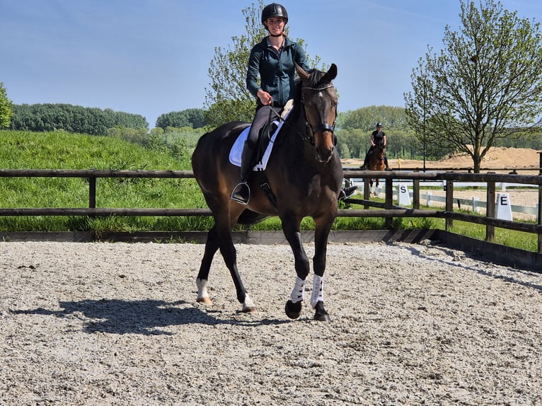 KWPN Merrie 7 Jaar 172 cm Donkerbruin in Beuningen Gld