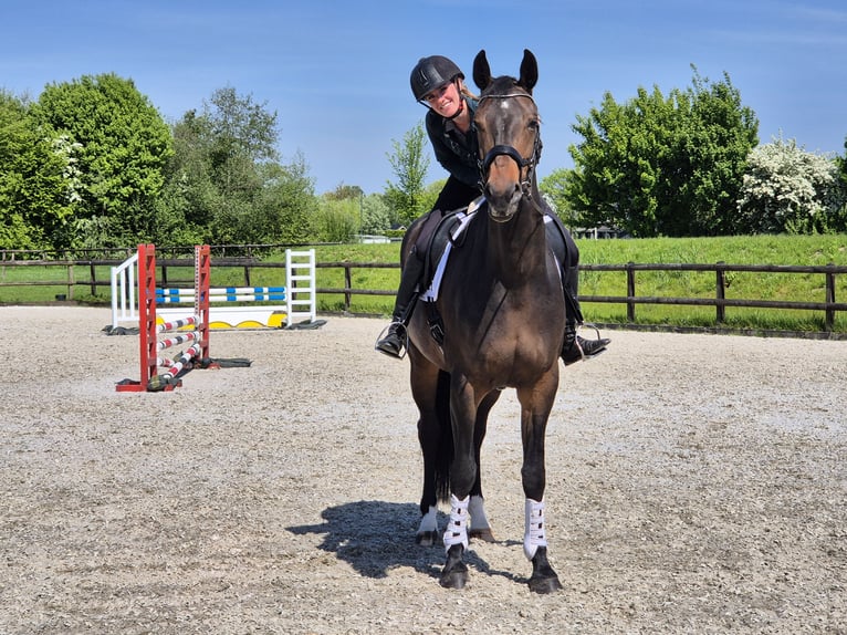 KWPN Merrie 7 Jaar 172 cm Donkerbruin in Beuningen Gld