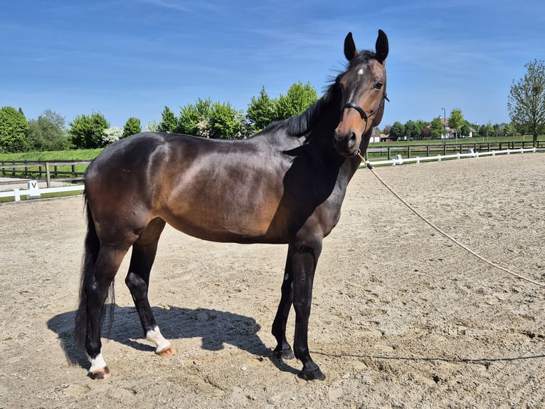 KWPN Merrie 7 Jaar 172 cm Donkerbruin in Beuningen Gld