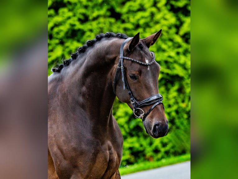 KWPN Merrie 7 Jaar 172 cm Donkerbruin in Biddinghuizen