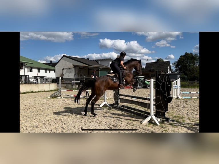 KWPN Merrie 7 Jaar 172 cm Donkerbruin in Neuwied