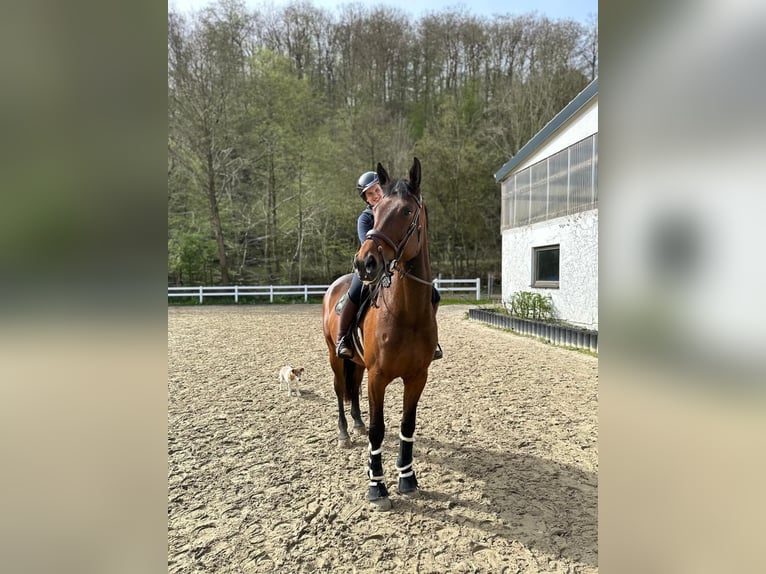 KWPN Merrie 7 Jaar 172 cm Donkerbruin in Neuwied