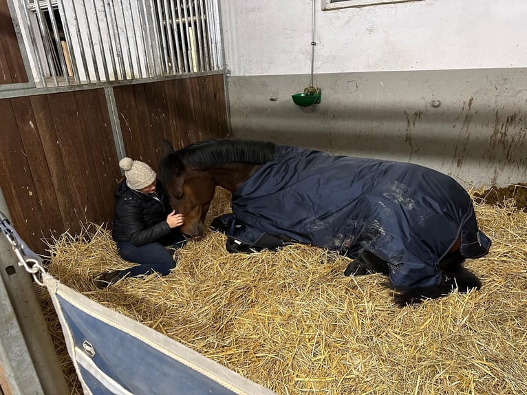 KWPN Merrie 7 Jaar 172 cm Donkerbruin in Neuwied