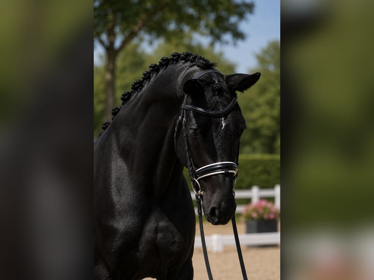 KWPN Merrie 7 Jaar 172 cm Zwart in Budapest