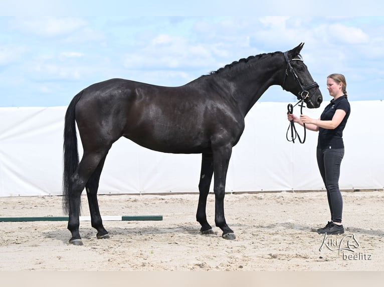 KWPN Merrie 7 Jaar 173 cm Zwart in Königslutter am Elm