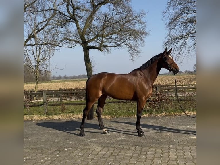 KWPN Merrie 7 Jaar 174 cm Bruin in De Heurne