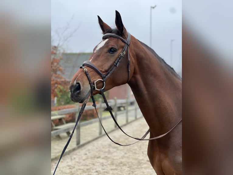 KWPN Merrie 7 Jaar 174 cm Bruin in De Heurne