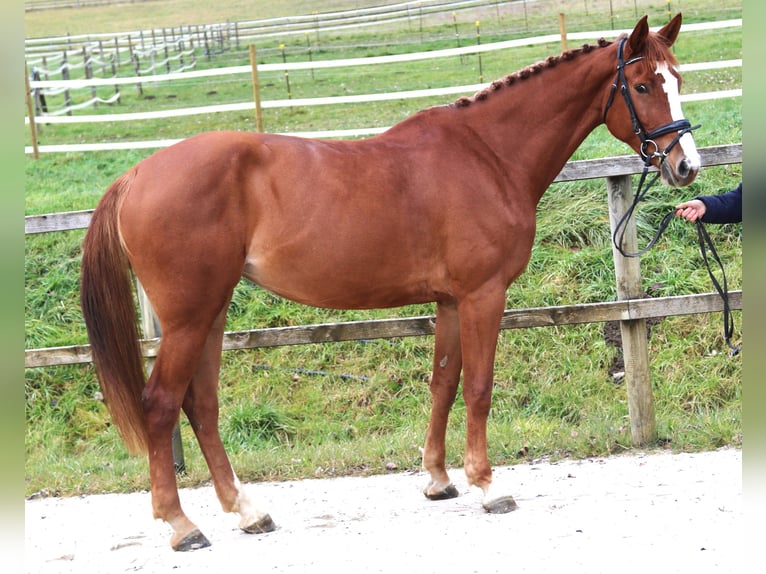 KWPN Merrie 7 Jaar 174 cm Vos in Bad Dürrheim