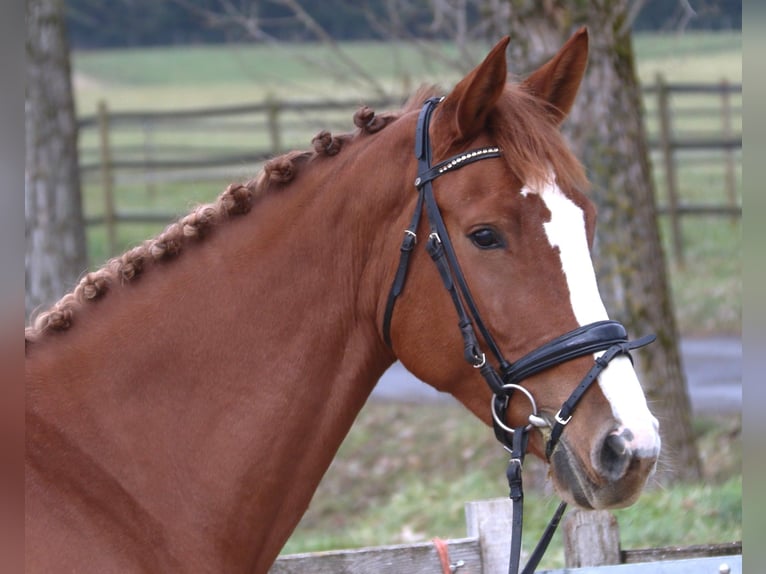 KWPN Merrie 7 Jaar 174 cm Vos in Bad Dürrheim