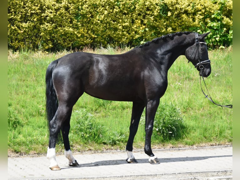 KWPN Merrie 7 Jaar 175 cm Zwart in Fürstenau