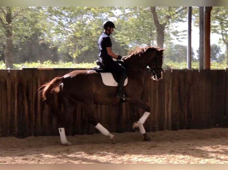 KWPN Merrie 7 Jaar 176 cm Vos in Neeritter