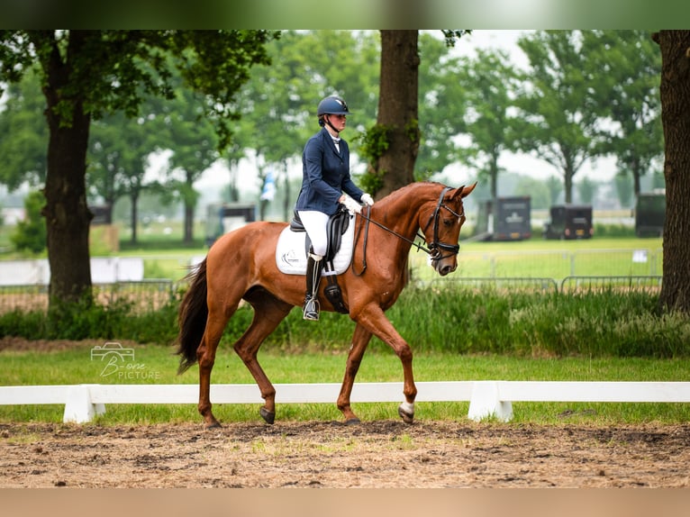 KWPN Merrie 7 Jaar 178 cm Vos in Heerle
