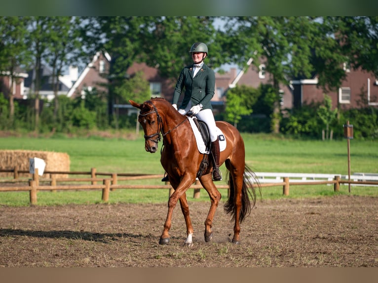 KWPN Merrie 7 Jaar 178 cm Vos in Heerle