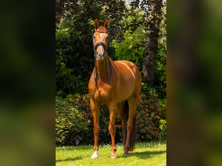 KWPN Merrie 7 Jaar 178 cm Vos in Heerle
