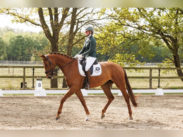 KWPN Merrie 7 Jaar 178 cm Vos in Heerle