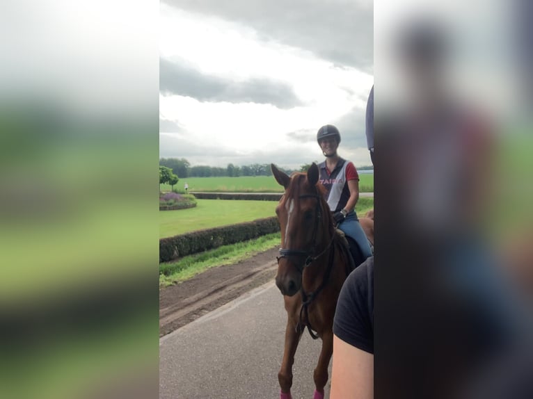 KWPN Merrie 7 Jaar 180 cm Roodvos in Denekamp