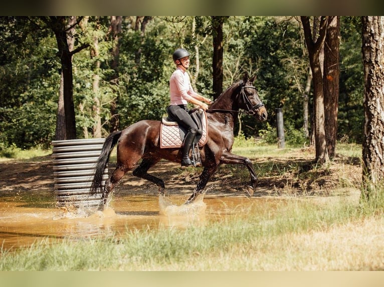 KWPN Merrie 8 Jaar 156 cm Zwartbruin in Oud Gastel