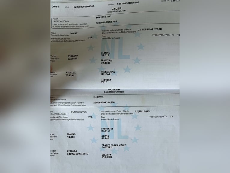 KWPN Merrie 8 Jaar 158 cm Roodbruin in Osijek