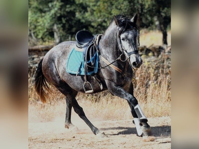 KWPN Mix Merrie 8 Jaar 162 cm Appelschimmel in Huelva