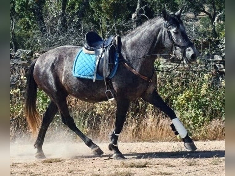 KWPN Mix Merrie 8 Jaar 162 cm Appelschimmel in Huelva