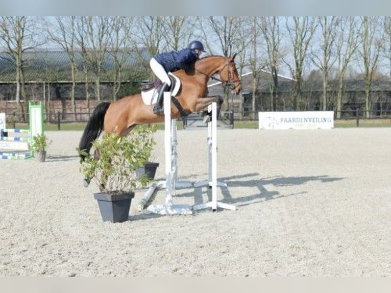 KWPN Merrie 8 Jaar 162 cm Bruin in Heerde