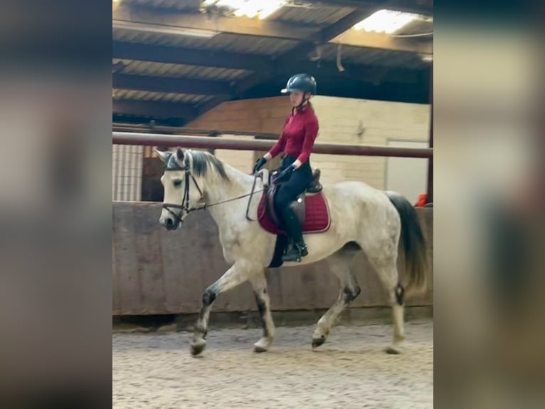 KWPN Merrie 8 Jaar 162 cm Wit in Kalmthout