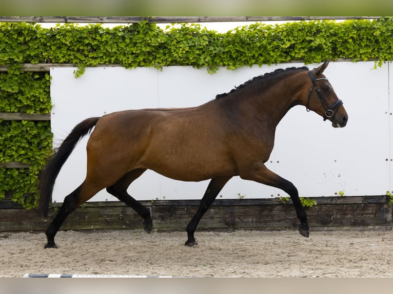 KWPN Merrie 8 Jaar 163 cm Bruin in Waddinxveen