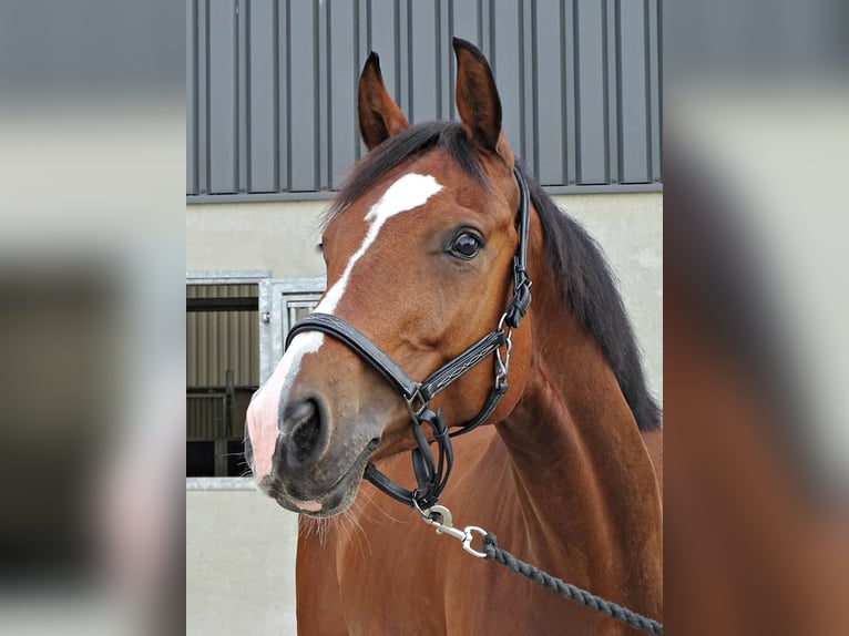 KWPN Merrie 8 Jaar 163 cm  in Lisserbroek