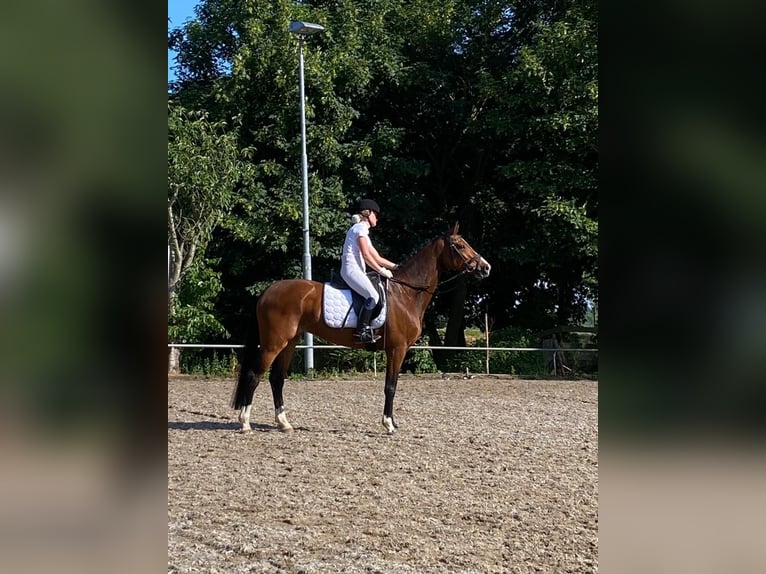 KWPN Merrie 8 Jaar 163 cm  in Lisserbroek