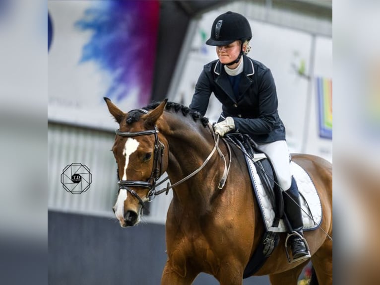 KWPN Merrie 8 Jaar 163 cm  in Lisserbroek